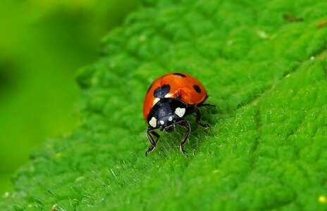 Animal arthropod beetle