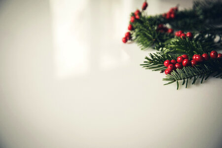 Christmas Fir Tree photo
