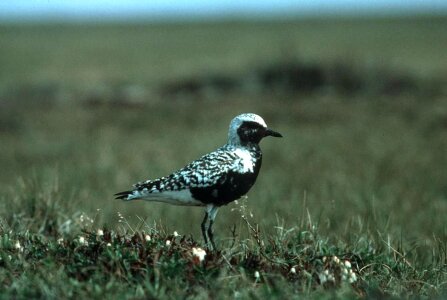 Bird black Charadrius wilsonia