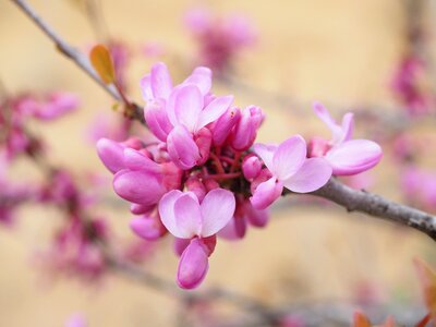 Pink ordinary judas tree cercis siliquastrum photo