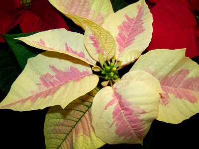 Poinsettia white-pink version potted plant photo