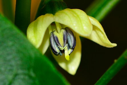 Nature garden flower