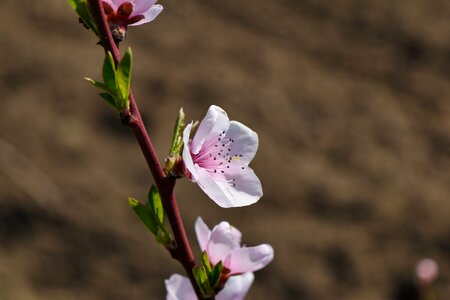Pistil spring time flower photo