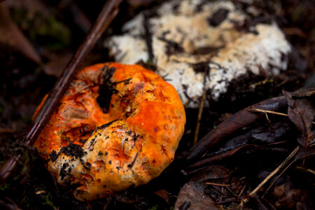 Russula brevipe