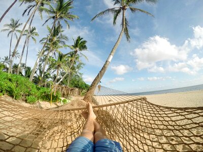 Beautiful Photo palm summer