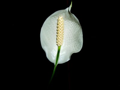 Spathiphyllum tropical ornamental plant