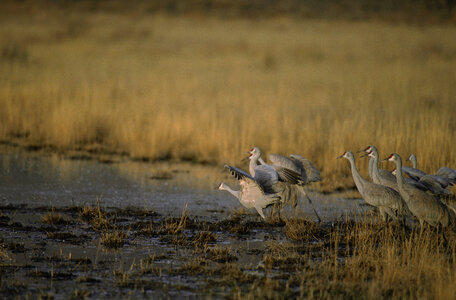 Sandhill Cranes-1 photo