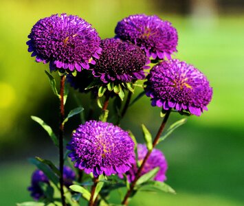 Purple violet plant