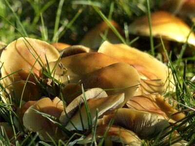 Wild mushrooms toxic sunlight photo