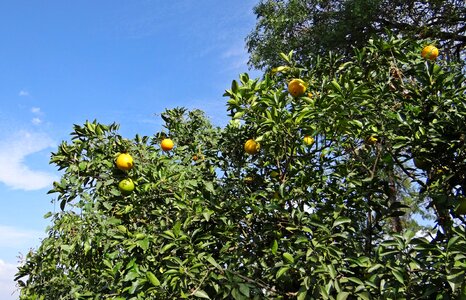 Citrus tree juicy