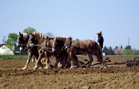 Farming farm amish