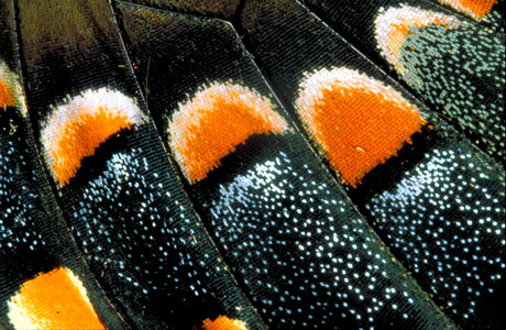 Butterfly wings 