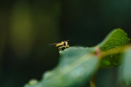 Blurry wasp bug photo