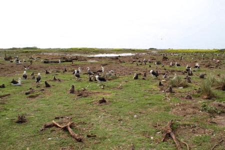 Washed Over Area of Eastern Island With Birds