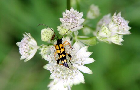 Insect beetle masterwort photo