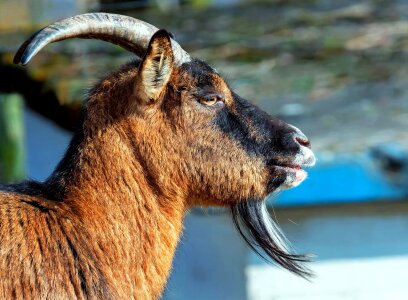 Animal beautiful photo fauna
