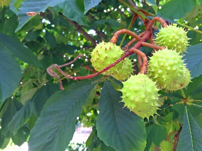 Branch chestnut daylight