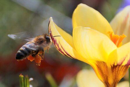 Animal arthropod beautiful flowers photo