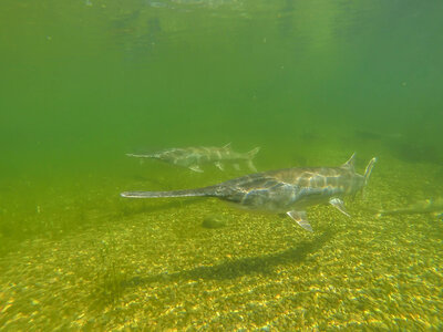 Paddlefish underwater-1 photo