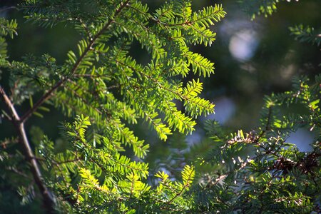 Branch branches conifer