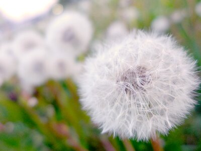 Grass sonchus oleraceus nature
