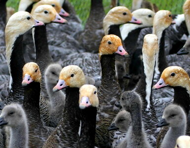 Flock goose group photo