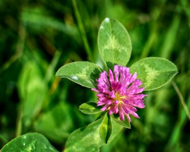 Red clover fodder plant pink photo