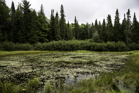 View of the Bog at Algonquin State Park, Ontario photo