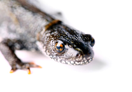 Salamander Close Up