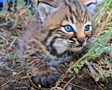 Baby Bobcat Kitten photo