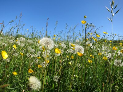 Flower meadow bloom nature photo