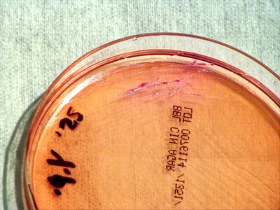 Bacteria gram negative photo