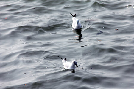 Two Birds Floating In Sea