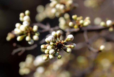 Beautiful Flowers blooming blossom photo