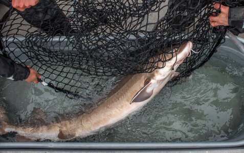 Lake sturgeon-3