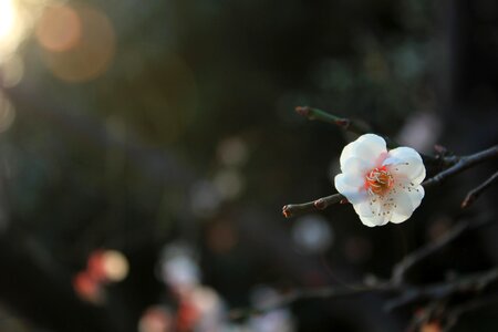 Spring pink germination