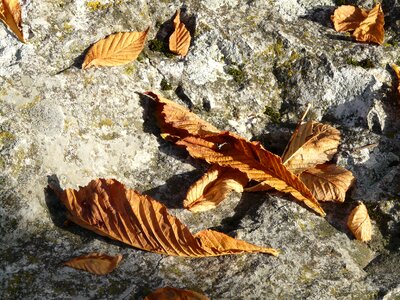 Autumn fall leaves chestnut leaves photo