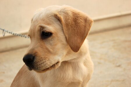 Animal purebred adorable photo