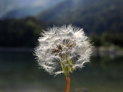 Nature plant white