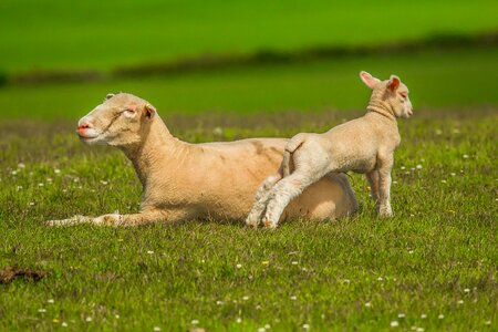Lamb game chick