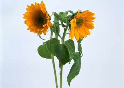 Bouquet of sunflowers photo