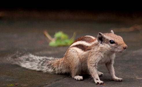 Squirrel Animals