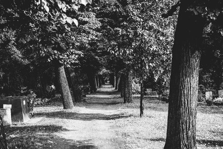 Black & White Forest Walk photo
