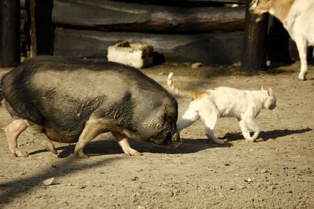 Pigs farmhouse domestic cat