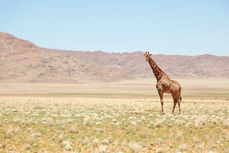 Africa giraffe grass photo