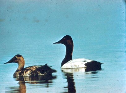 Canvas couple duck