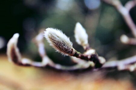 Beautiful Flowers biology blooming