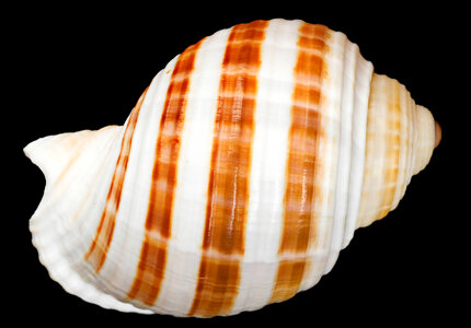 Striped Seashell photo