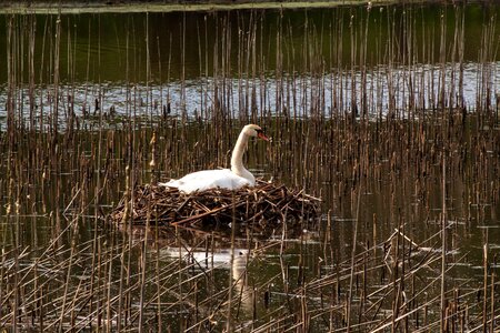 Swan swan's nest nest photo