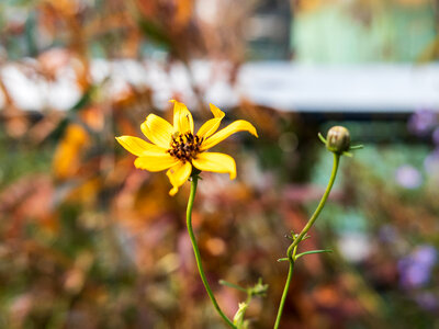 Yellow Flower in Garden photo
